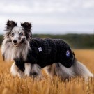  Ambassadør ulldekken S/M Terrier thumbnail