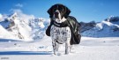 Non-Stop Dogwear Amundsen Pack Grey/Black Kløv XXS thumbnail