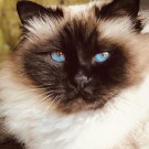Petrebels Charlotte 134 Klorestativ til katt Royal Grey thumbnail