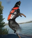  EZYDOG RØD XS 25-33CM 7-11KG thumbnail