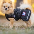 Ambassadør ulldekken M Terrier thumbnail
