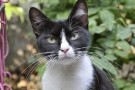 Kingsmoor Voksen Kylling  Katt 0,5 kilo kornfri kattemat  thumbnail