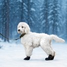 VIP Artic bootie 4pk thumbnail