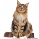 Royal Canin Maine Coon Adult  2 kg thumbnail