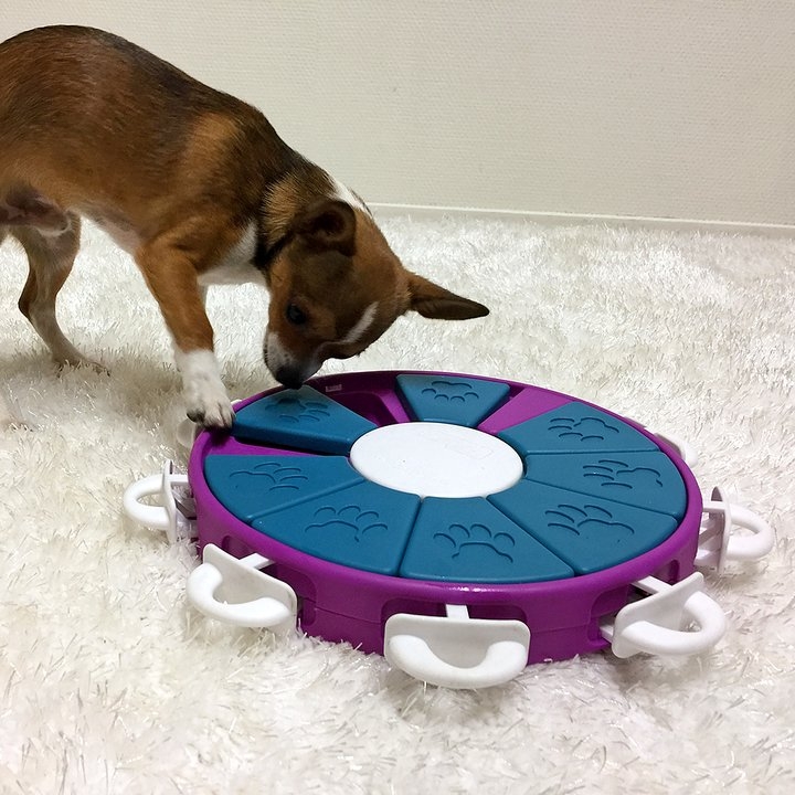 Nina Ottosson Dog Twister kan brukes av alle hunder, uavhengig av alder, størrelse og rase.
