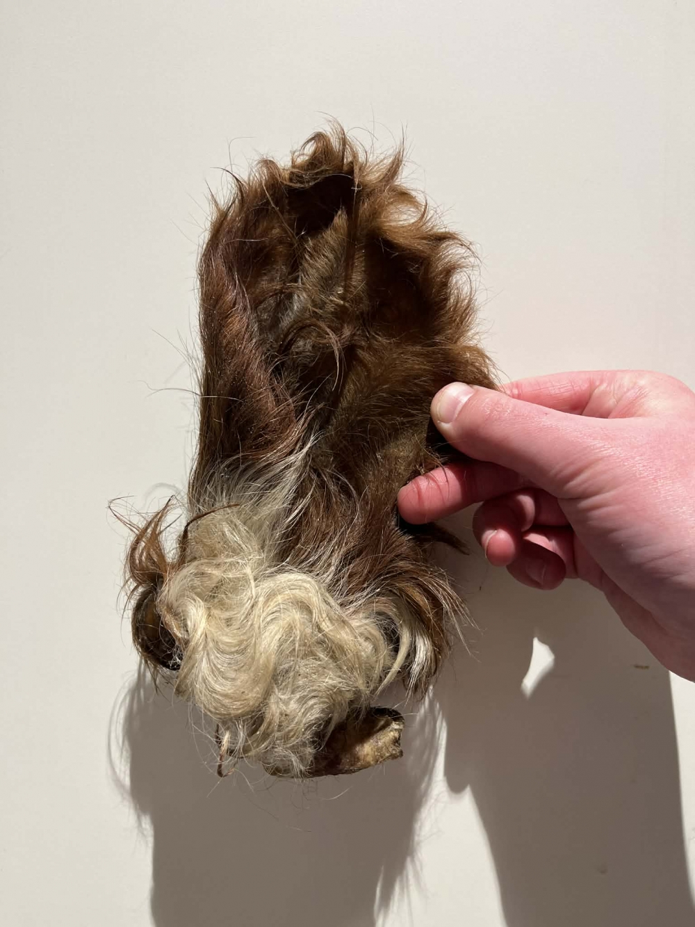 Okseører med muskel og pels